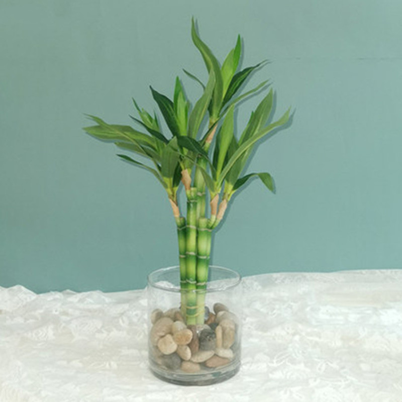 New 40cm Artificial Lucky Bamb - Marine Fish Tank ulasan dan harga