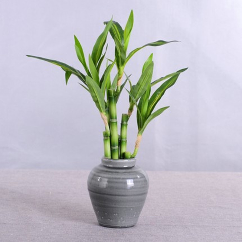 New 40cm Artificial Lucky Bamb - Marine Fish Tank ulasan dan harga