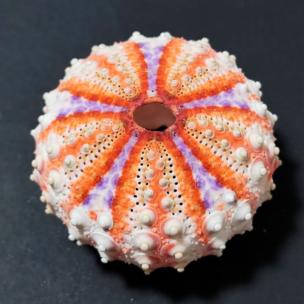 Sea Urchin Craft For For Zhuol - Marine Aquarium ulasan dan harga