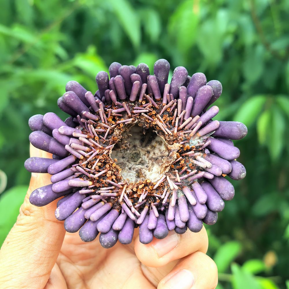 Sea Urchin Craft For For Zhuol - Marine Aquarium ulasan dan harga