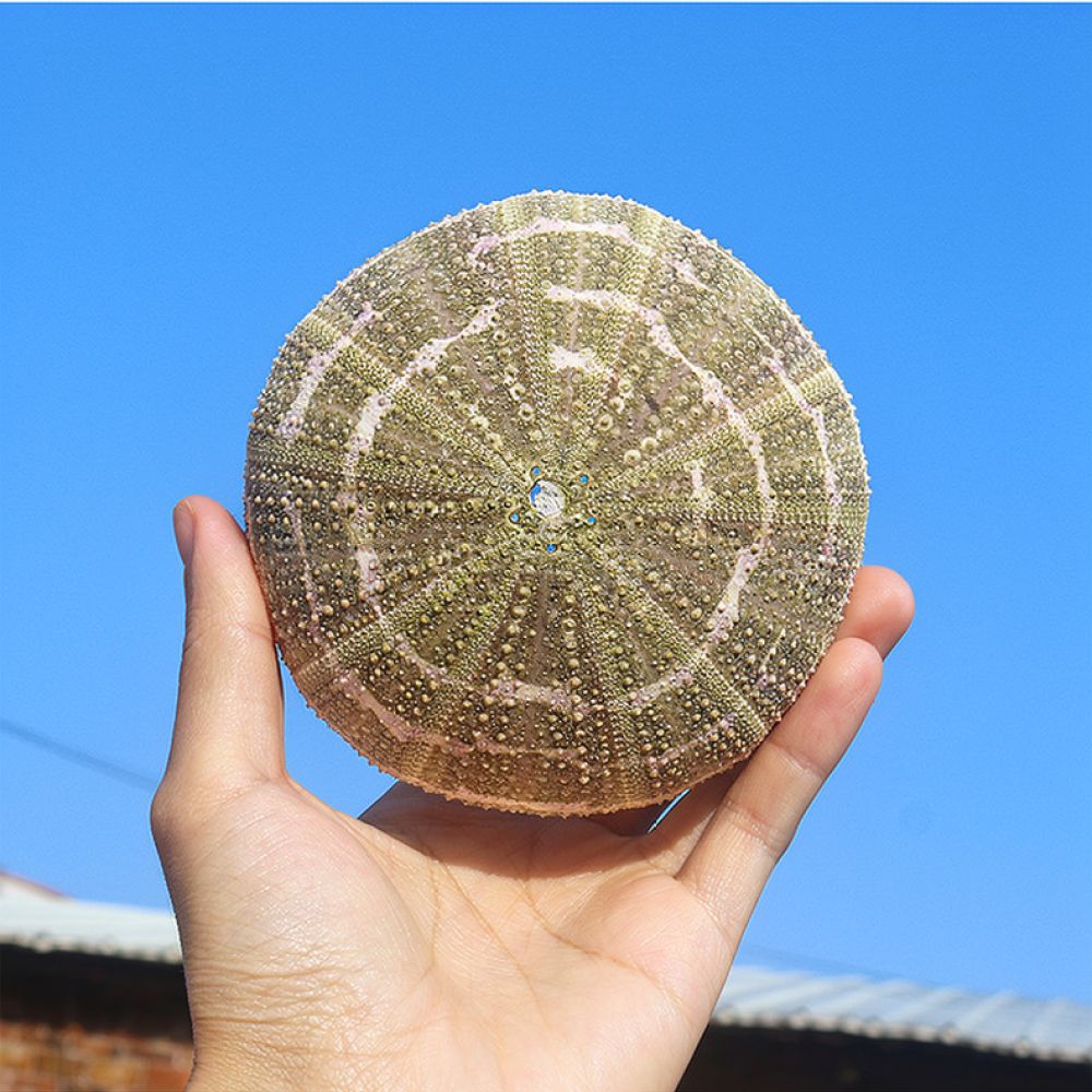 Sea Urchin Craft For For Zhuol - Marine Aquarium ulasan dan harga