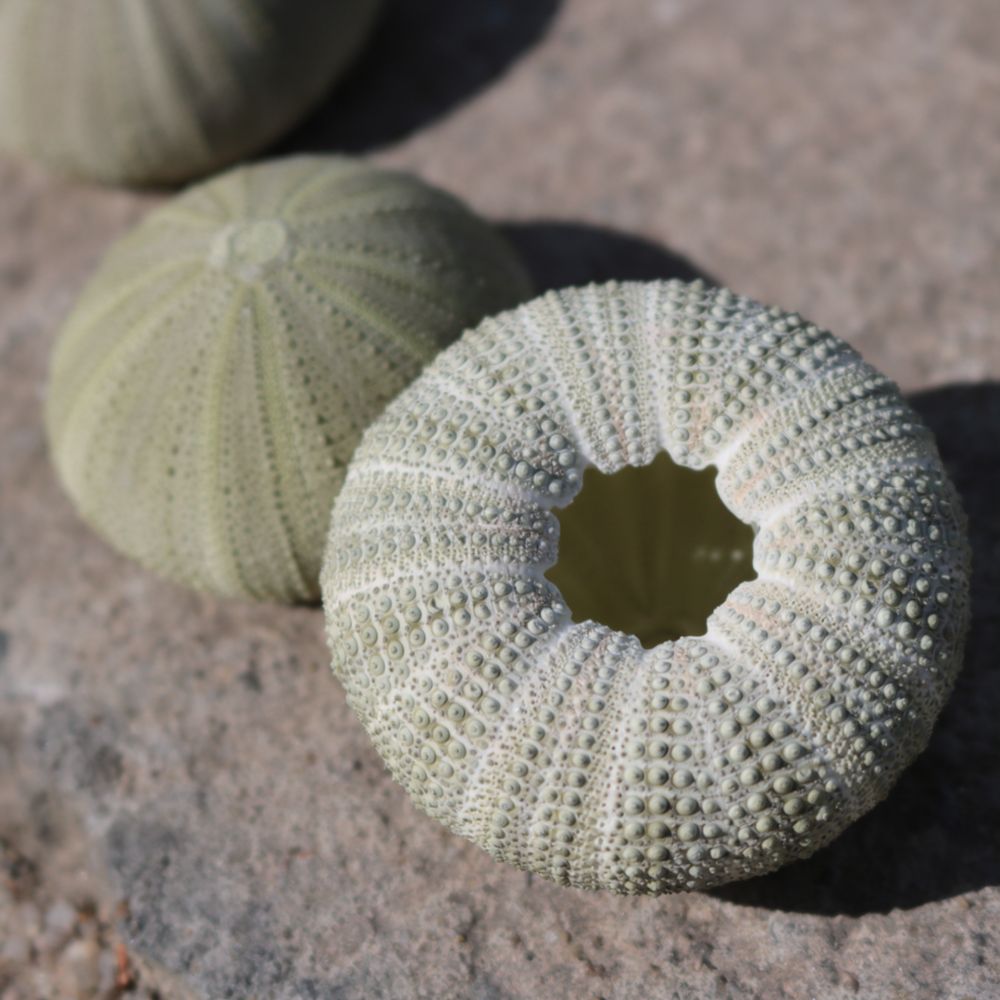 Sea Urchin Craft For For Zhuol - Marine Aquarium ulasan dan harga